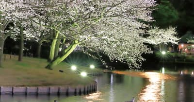 三溪園 250本の「桜めぐり」 ライトアップやライブも　横浜市中区・横浜市西区