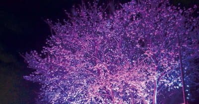 幻想的な夜桜 週末見頃 茅ヶ崎市萩園のポパイファーム　穴場スポットに　茅ヶ崎市