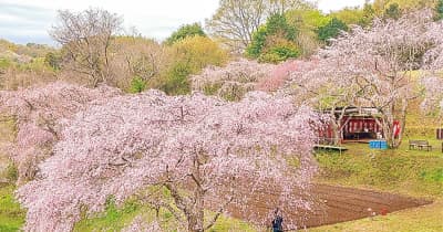 滝桜で３年ぶりお花見会 中井町松本 三春桜の後継　大磯町・二宮町・中井町