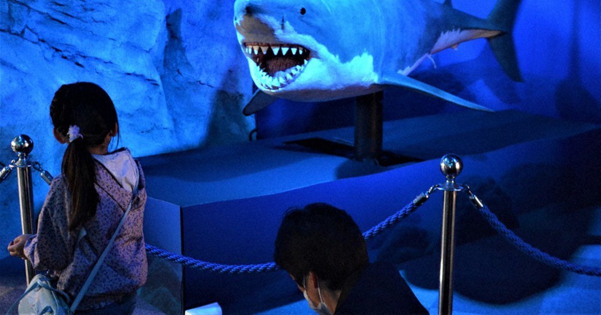 来館者がギョッとする　新江ノ島水族館にホホジロザメの精巧ロボ