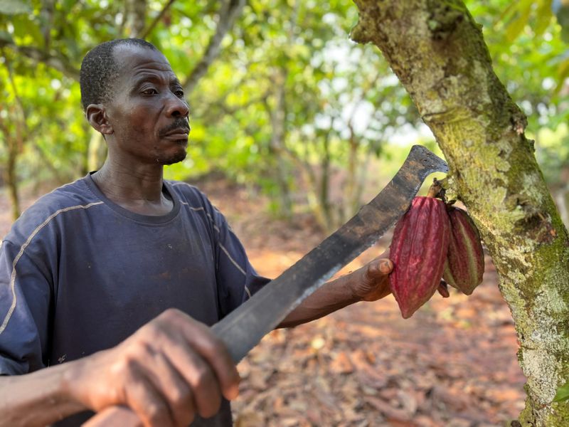焦点：アフリカのカカオ豆農家窮地に、「適正対価」の枠組み失敗