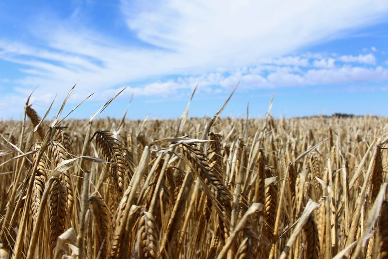 中国、豪州産大麦の関税見直しに合意　豪はＷＴＯ手続き一時停止