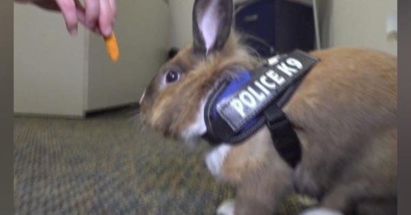 ふわふわのウサギ警官、警察署の「癒し担当」に　米カリフォルニア州