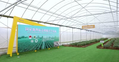 空中栽培でジャガイモの付加価値向上　中国浙江省