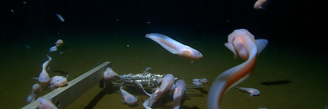 【ギネス世界記録更新！】日本周辺の超深海で、世界一深い場所を泳ぐ魚を目撃！