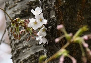札幌で桜開花、史上最速　昨年より8日早く