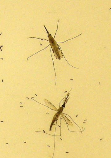 マラリア新ワクチン世界初の承認　ガーナで、80％予防