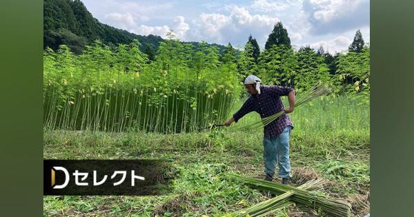 大麻でＣＯ２削減？三重県明和町がプロジェクト　北海道でも栽培広がるか＜デジタル発＞