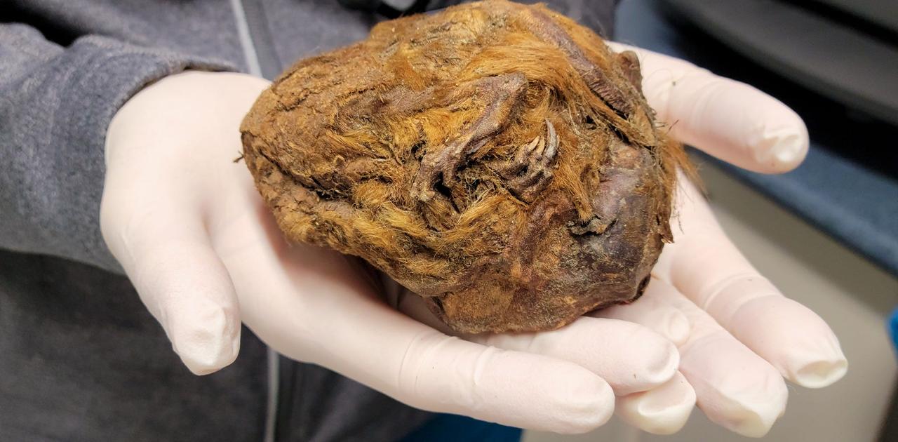 金鉱で採掘者が見つけた茶色の毛玉それは3万年前のリスだった