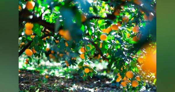 食べチョクが「食品ロス」削減へ　果樹オーナー権を販売し計画生産
