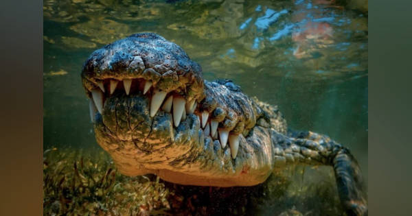 冷酷だ！」「かわいそうに」ワニがチーターを捕食衝撃の瞬間
