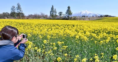 菜の花、残雪　美を競う　青森・鯵ケ沢町山田野地区