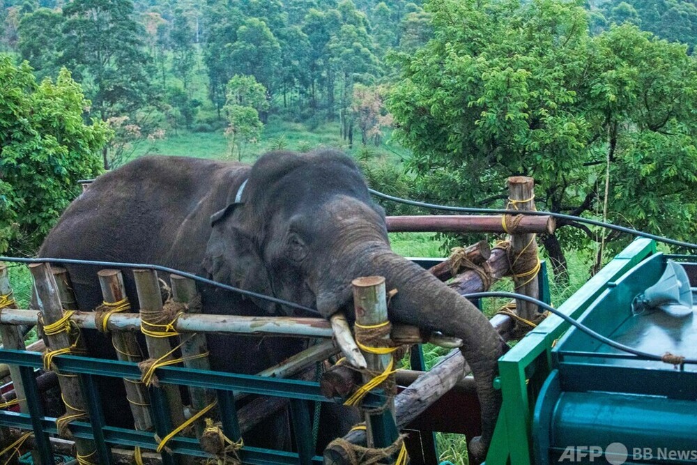6人殺害の野生ゾウ捕獲 インド