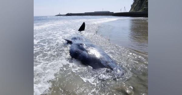 いわきの海岸にマッコウクジラ　福島、体長9メートル