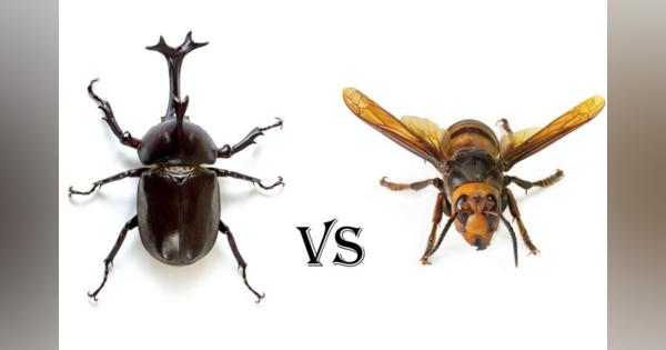 カブトムシVSスズメバチ　どっちが強い?　研究者が”常識”を覆す新発見！〈dot.〉