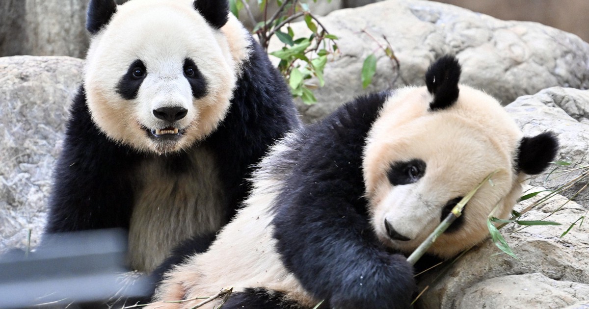 上野動物園のパンダは人引き寄せる「看板役者」　絶大な経済波及効果