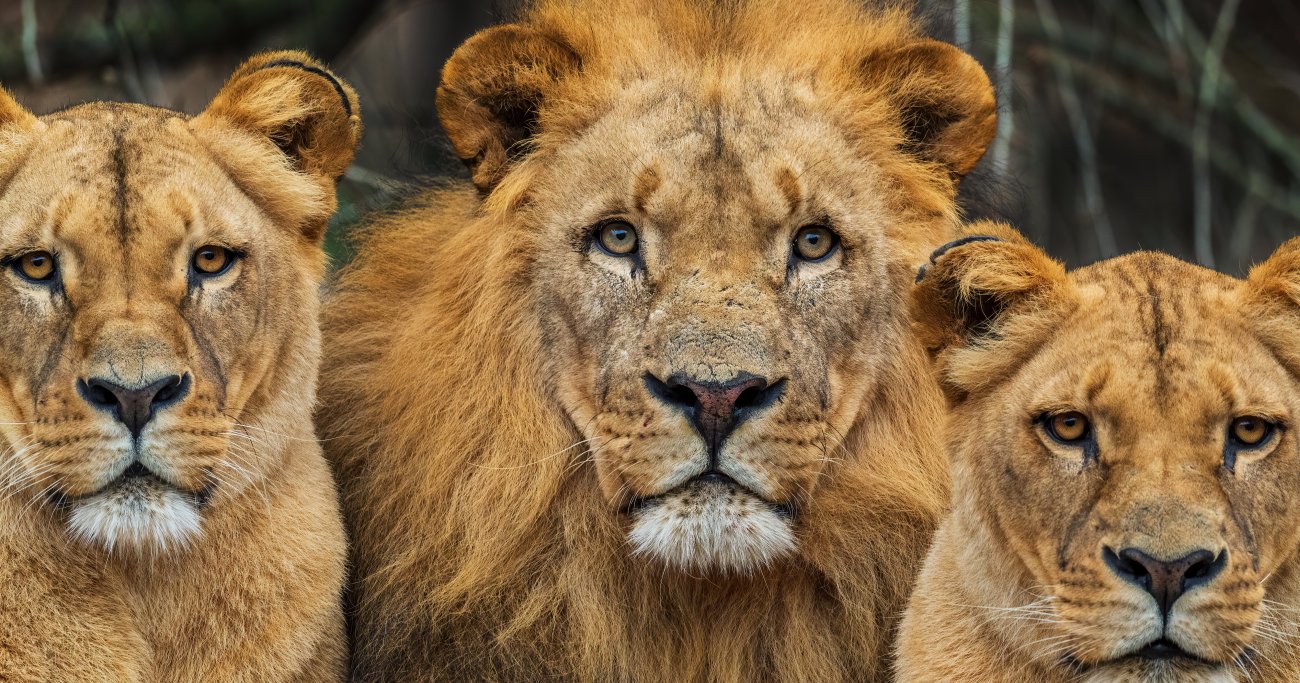 面接の奇問】ライオンとワニ、どっちが強いと思う？ (Diamond Online)