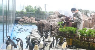 １９８日ぶりかわいらしい姿 マゼランペンギン展示を再開　上越市立水族博物館うみがたり