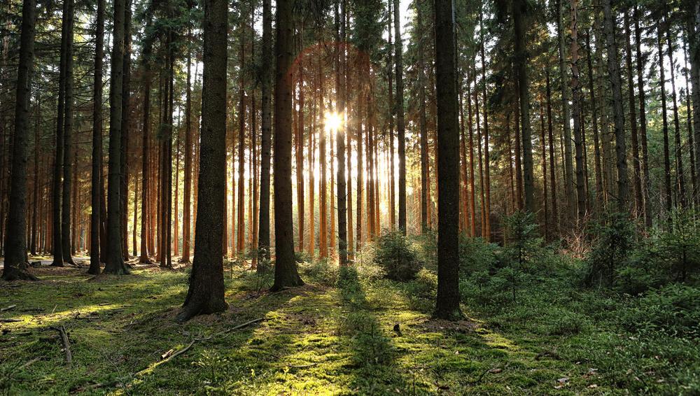 「森が森を管理する」新世代のWeb3プロジェクトとは