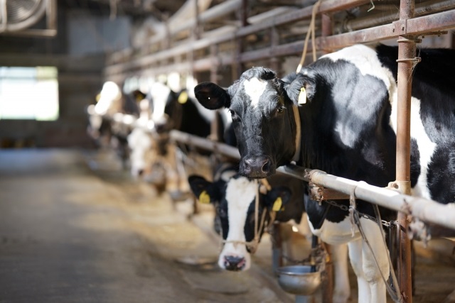 国産牛乳に危機　「酪農業」の倒産・休廃業が過去10年で最多