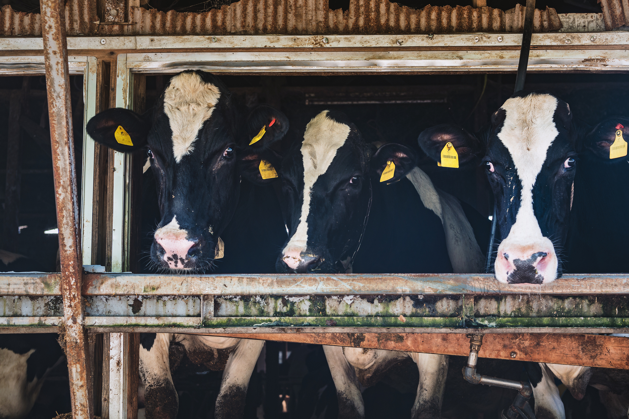酪農業の倒産が過去10年で最多　増産をはかるも飼料高騰で悲鳴