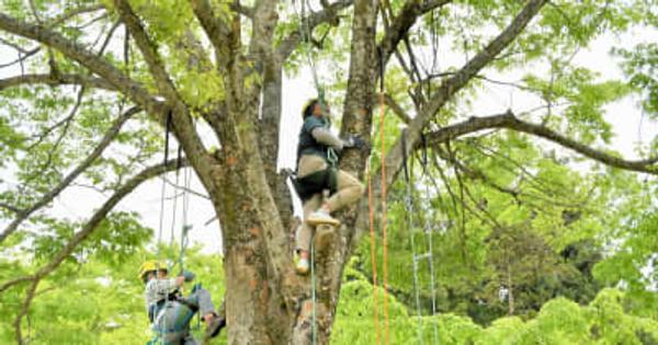 木登り体験、春の味覚大鍋も「九頭竜アウトドアマルシェ」の景色　福井県大野市和泉地区で5月21日まで開催中