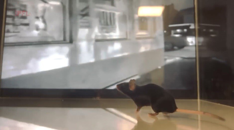 動画を見るマウスの脳活動から映像をAIで復元　スイスの研究者ら「CEBRA」開発