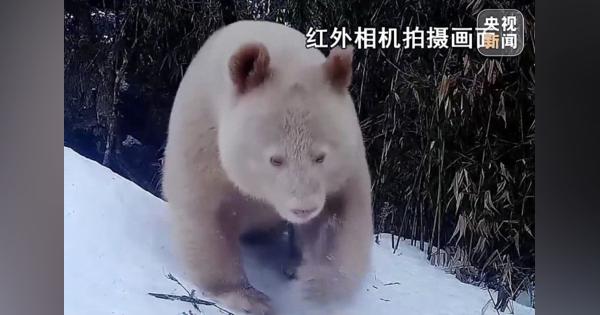 世界唯一「白いパンダ」撮影　中国・四川省：時事ドットコム