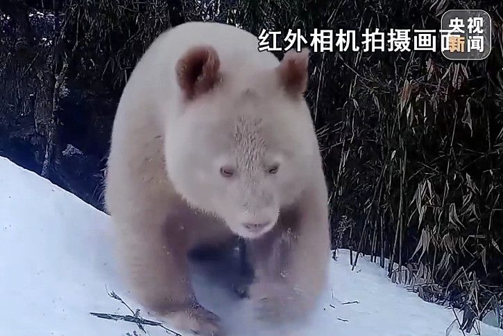 世界唯一「白いパンダ」撮影　中国・四川省：時事ドットコム