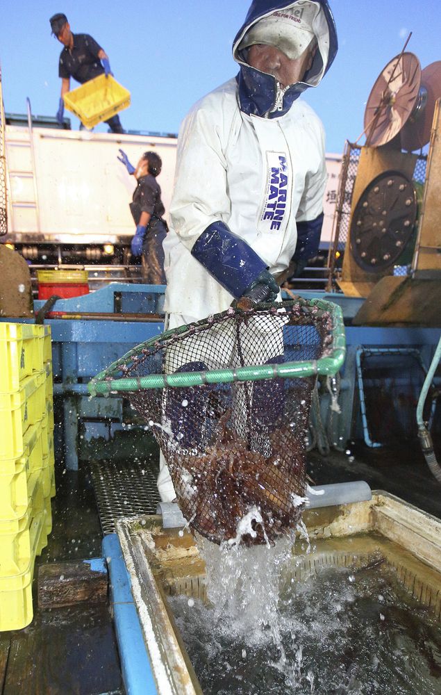 道南スルメイカ漁解禁　函館で初水揚げ　価格は昨年上回る