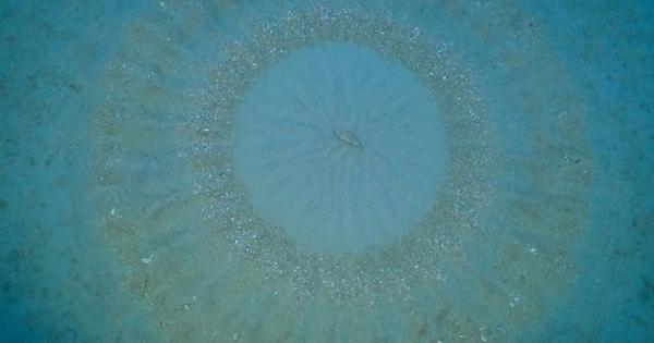 奄美の海底に愛の“ミステリーサークル”　アマミホシゾラフグ産卵床