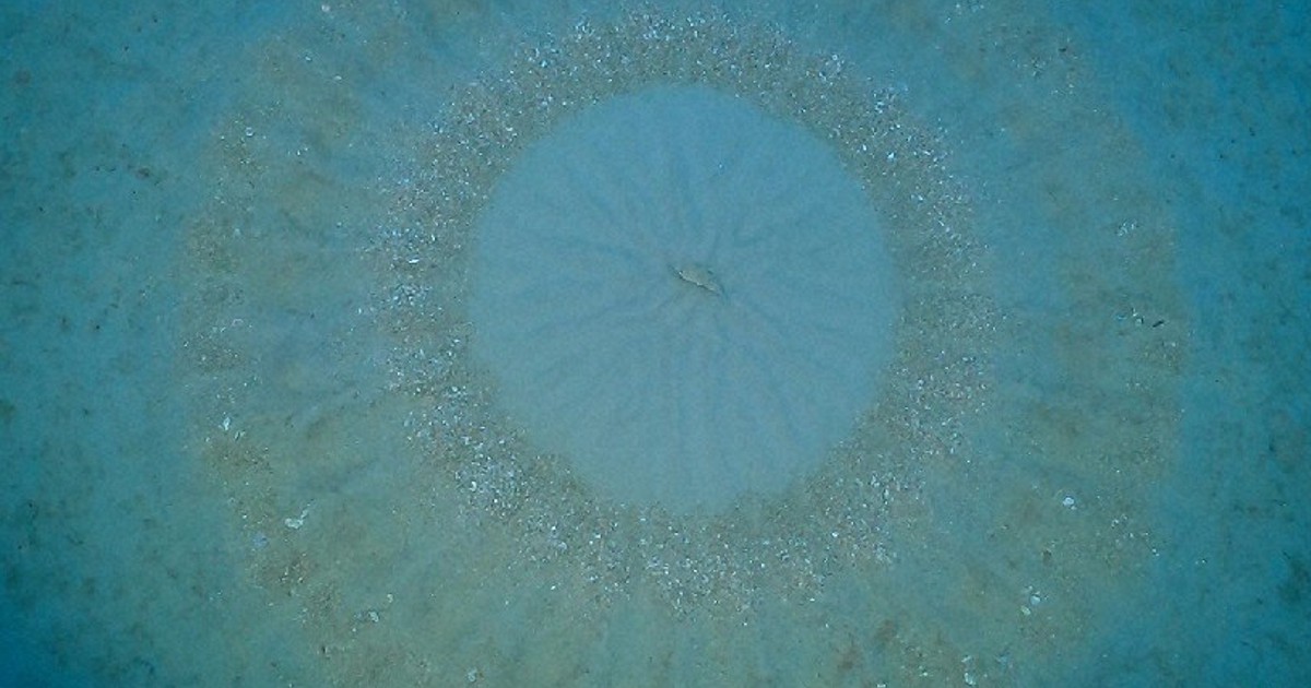 奄美の海底に愛の“ミステリーサークル”　アマミホシゾラフグ産卵床
