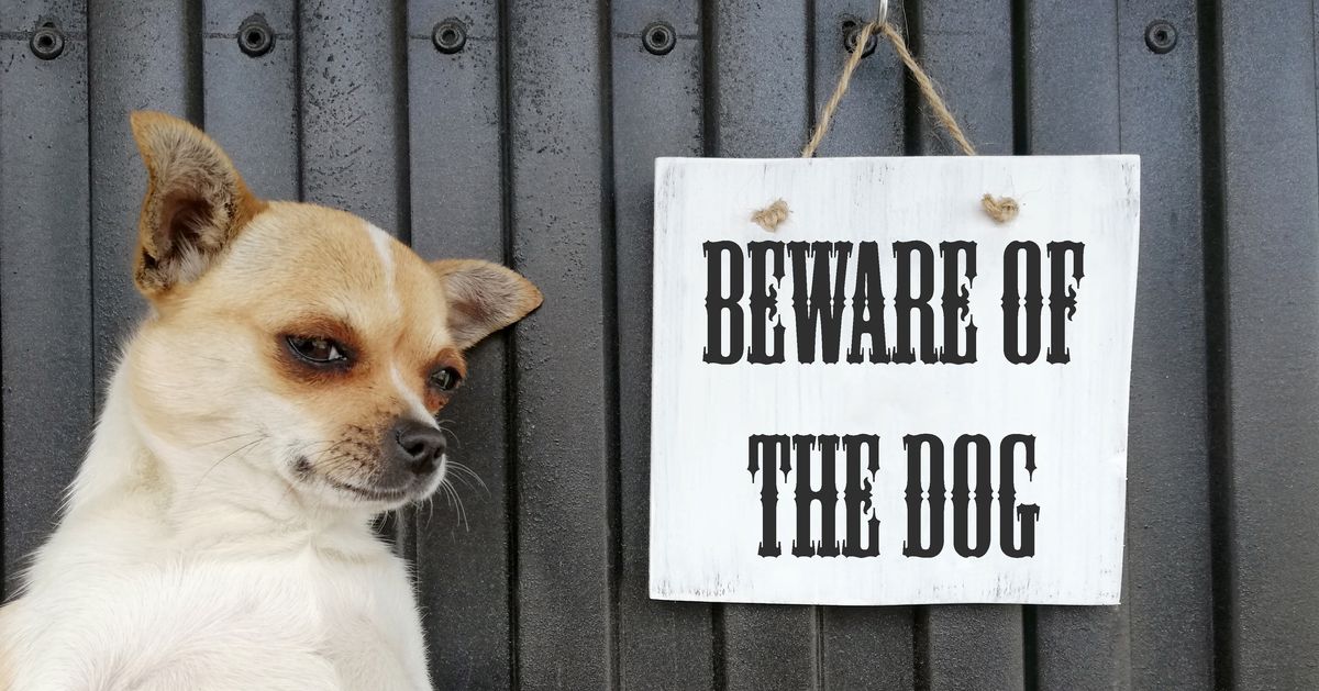 郵便配達員が“最も犬に噛まれた州”は？米郵便局がランキングを発表「良い犬にだって機嫌の悪い日はある」