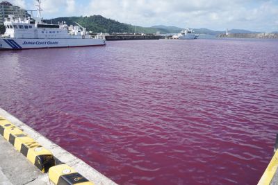 名護漁港の海面が赤く染まる　オリオンビール工場から冷却水が流出　公式サイトで謝罪
