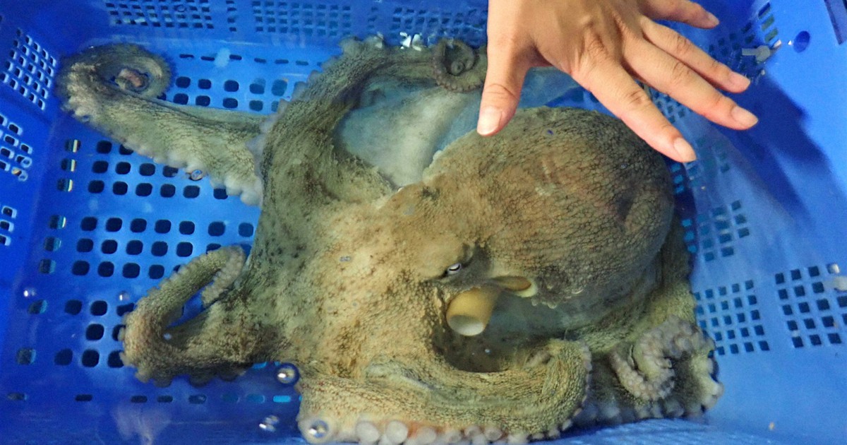 明石沖で5kgの巨大マダコ捕獲　明石焼きにはせず水族館に寄贈