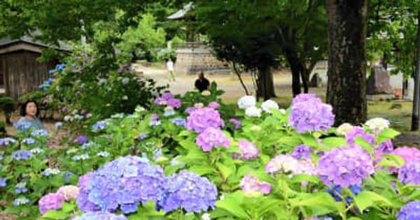 【花紀行】願成寺のアジサイ（福島県喜多方市）