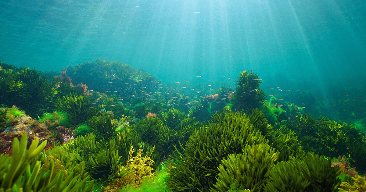 海藻で地球温暖化にブレーキ。ブルーカーボンは日本の脱炭素の切り札になるか