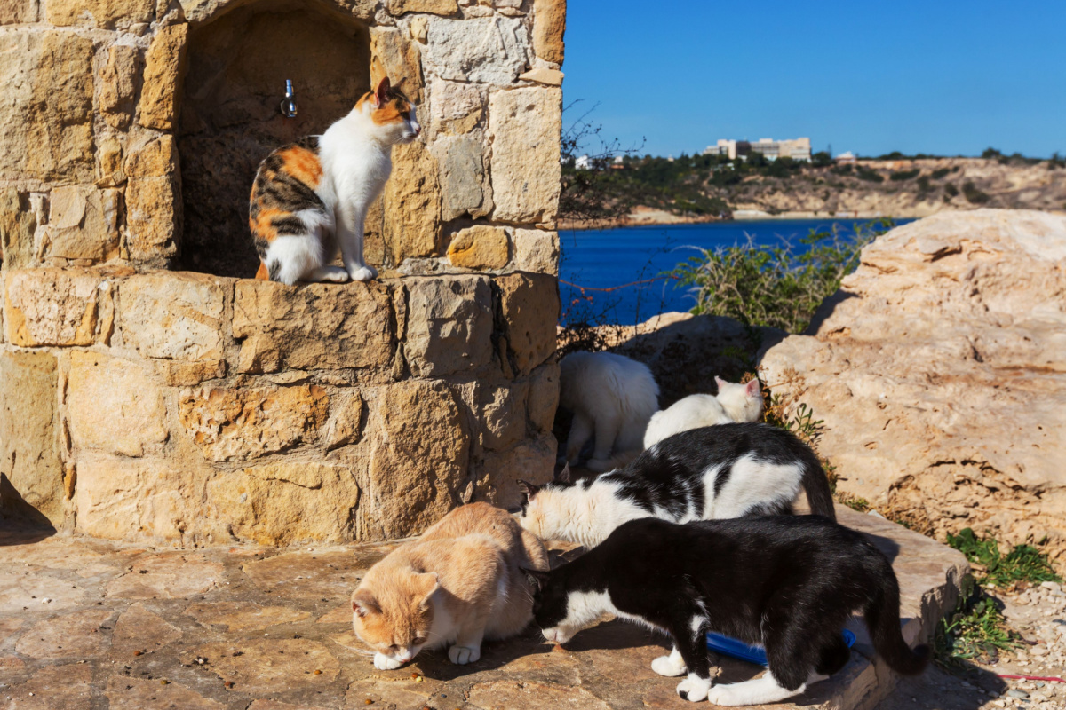 「猫の島」キプロス島、猫コロナウイルスが流行　30万匹死亡とも
