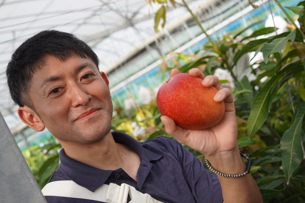 石垣島「マンゴーNFT」に挑戦　農業Web3コミュニティがつくる未来