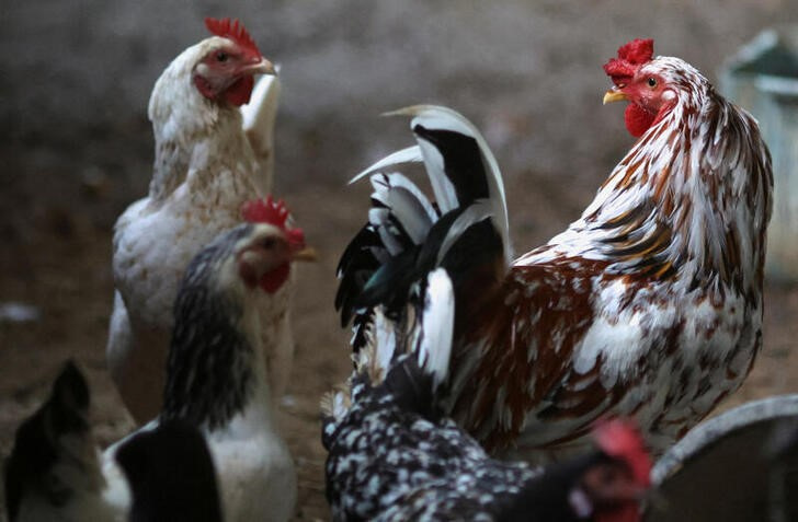日本、ブラジル南部州から鶏肉輸入停止　2州目