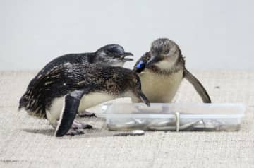 札幌中心部に都市型水族館　世界最小ペンギン展示