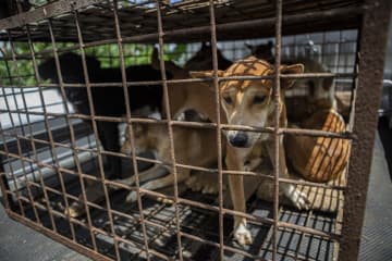 犬猫の肉、販売禁止に　インドネシア“過激市場”