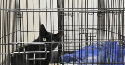 松山・中島　島の猫、急増歯止めを　獣医招き40匹不妊手術　多頭飼育崩壊や餌やり原因