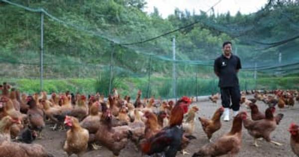 みやざき地頭鶏 供給回復 本年度40万羽へ　一部飲食店 品薄状態続く