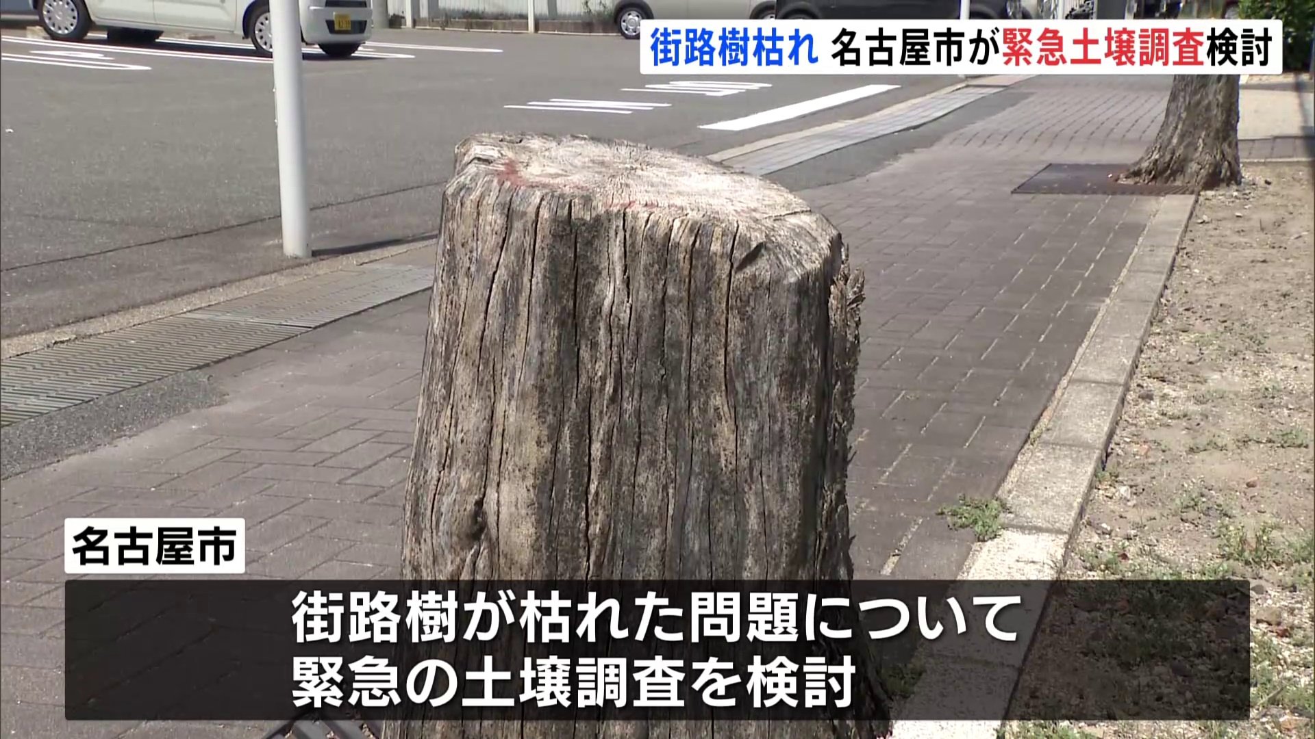 ビッグモーター　店舗前の街路樹枯れ　名古屋市が緊急土壌調査検討