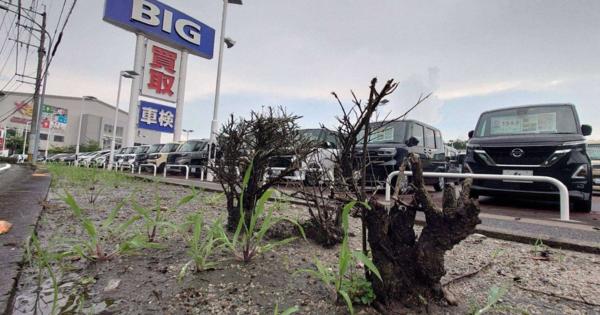 ビッグモーター前で枯れる街路樹　除草剤が事実なら問題点は？