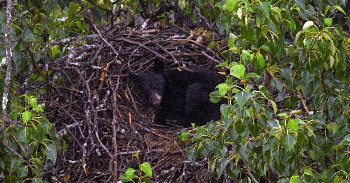 鳥の巣でクマが昼寝。学者もびっくり「ワシの子どもだと思いました」