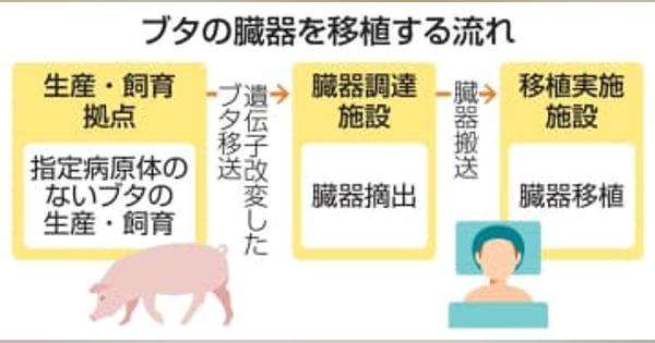 動物臓器の移植指針案を作成へ　25年度、国内実施見据え研究班