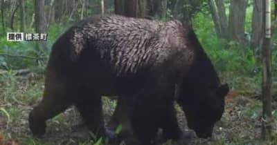 ＯＳＯ１８駆除と判明　釧路町でハンター駆除のクマ　ＤＮＡ鑑定で特定　知らずに駆除か