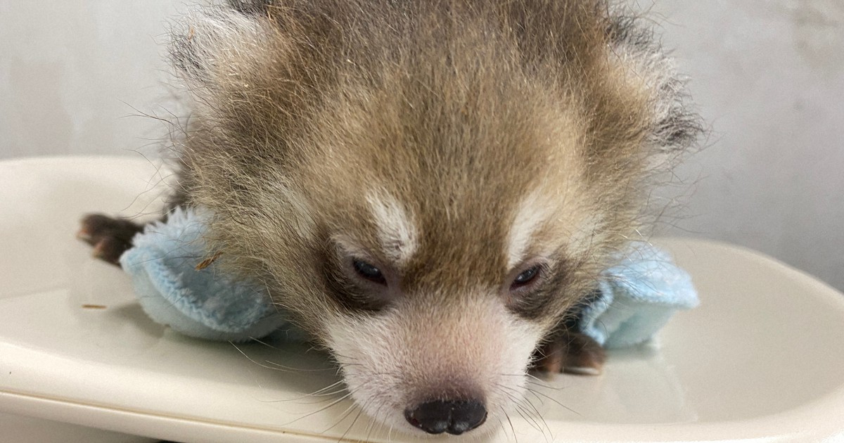 レッサーパンダの赤ちゃん誕生、名前はこれから　静岡・日本平動物園